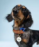 I'm Just A Baby Pet Tag